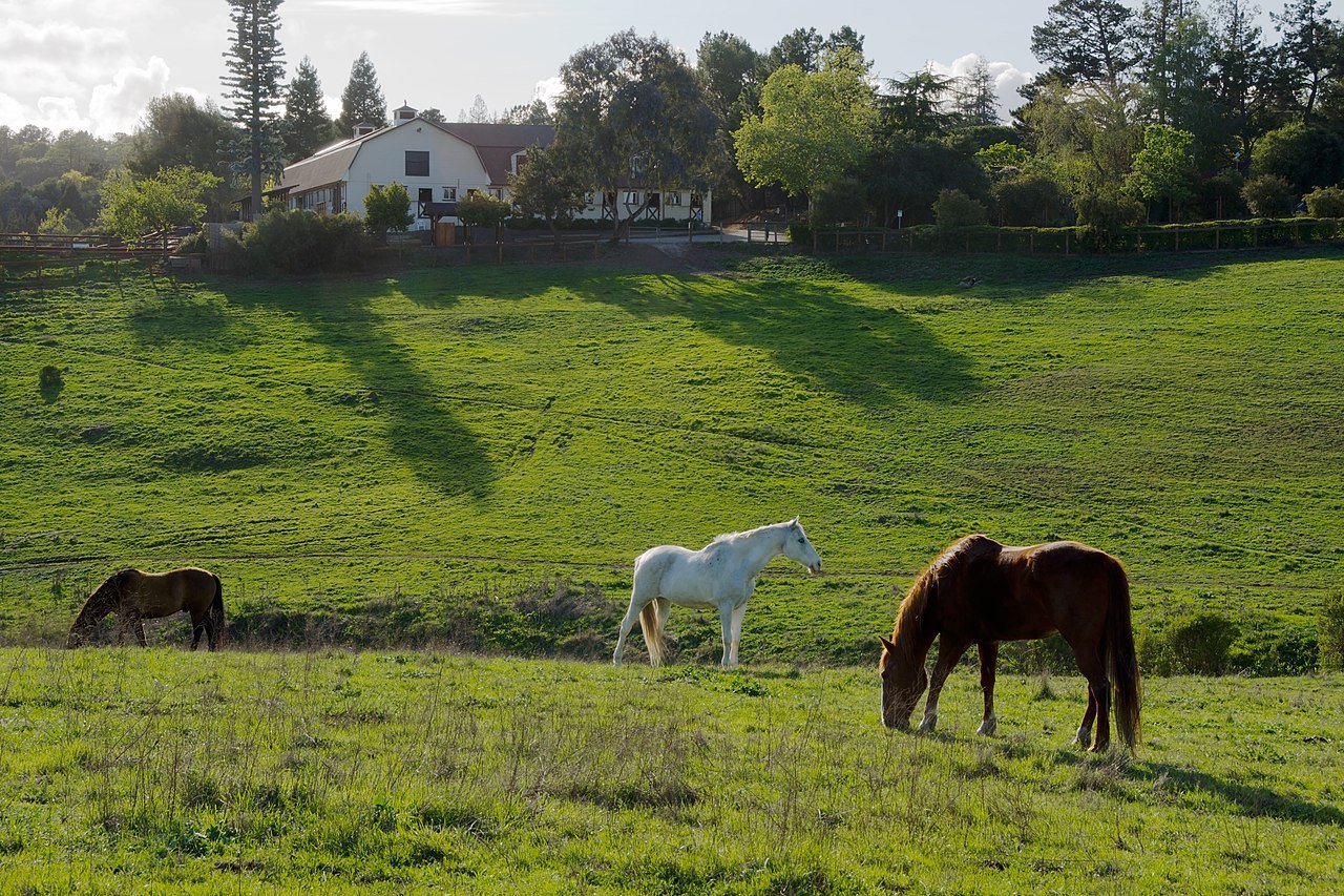 Los Altos Hills · city view